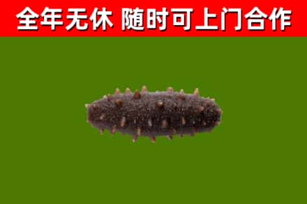 镇平烟酒回收干海参.jpg
